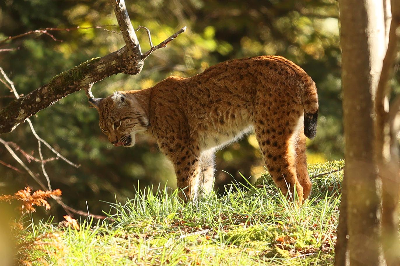 photographie d'un lynx avec une seule oreille