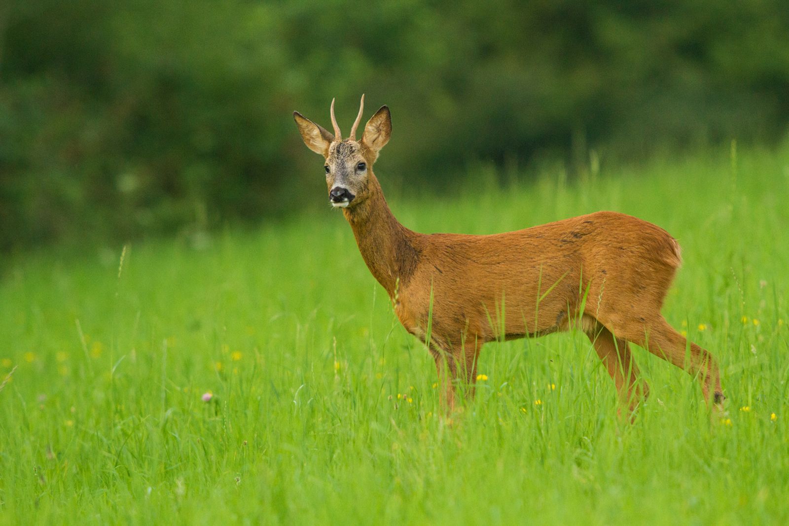 photographie d'un chevreuil