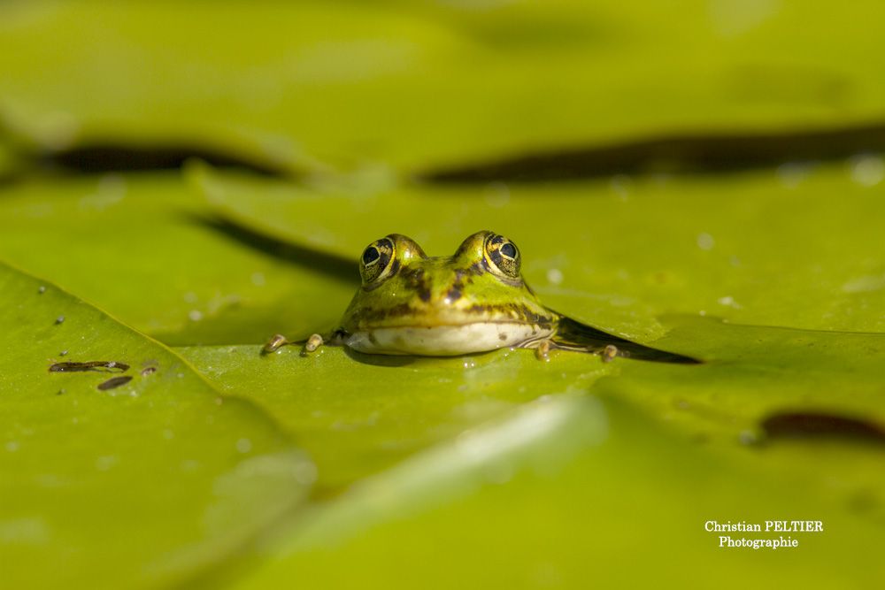 photo d'une grenouille verte