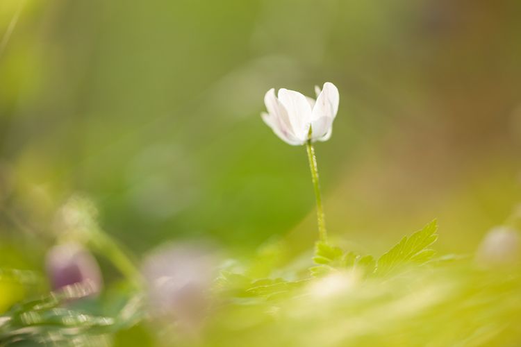 photo d'une fleur