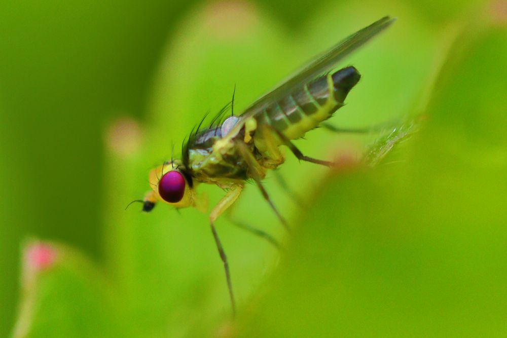 photo d'une mouche