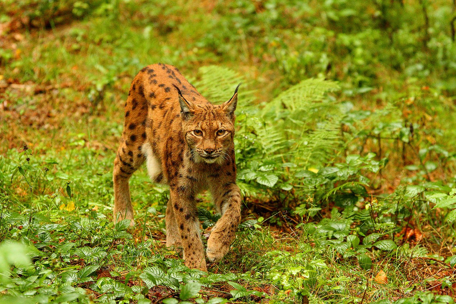 photographie d'un lynx boréal