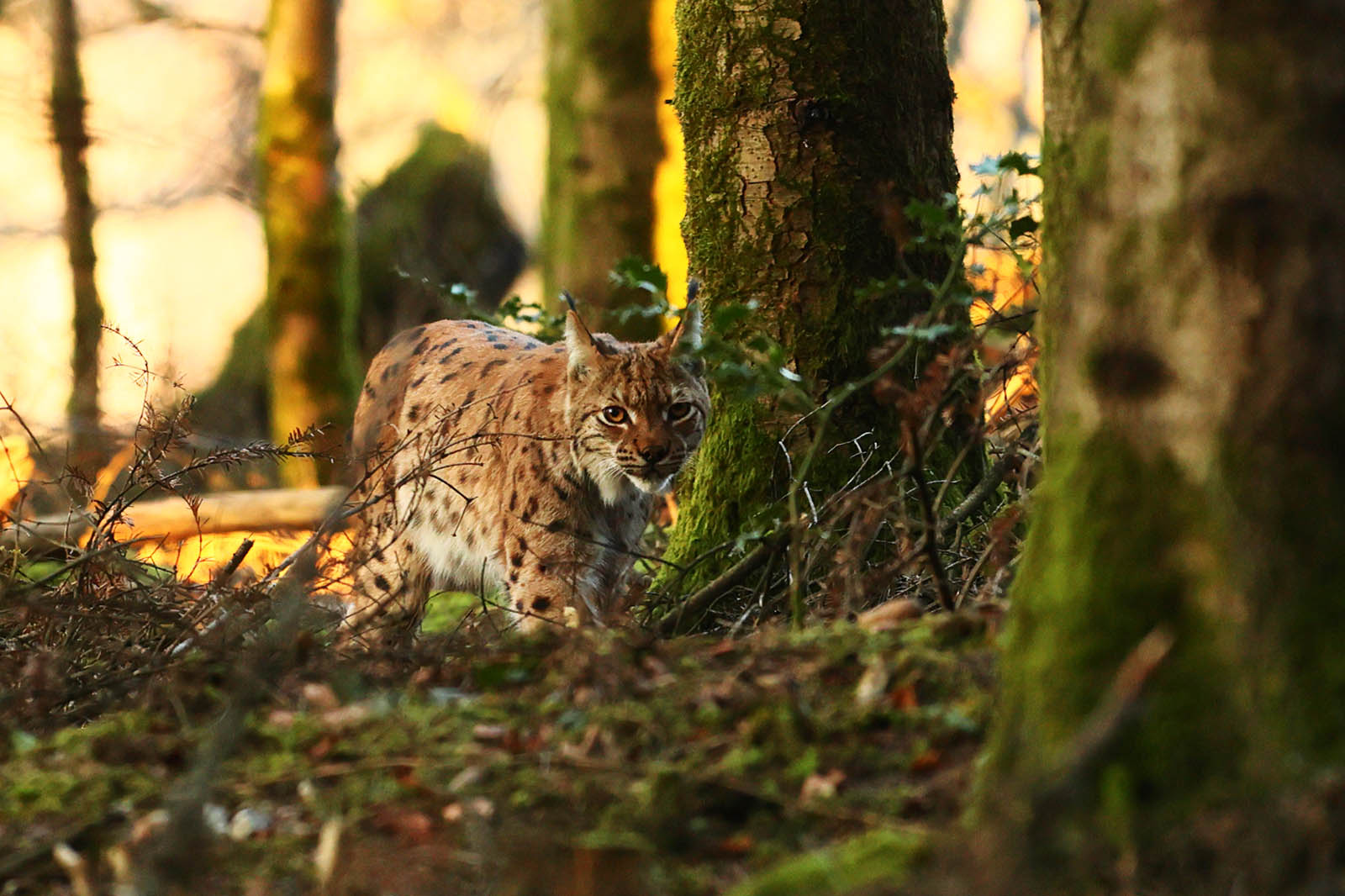 photographie d'un lynx boréal