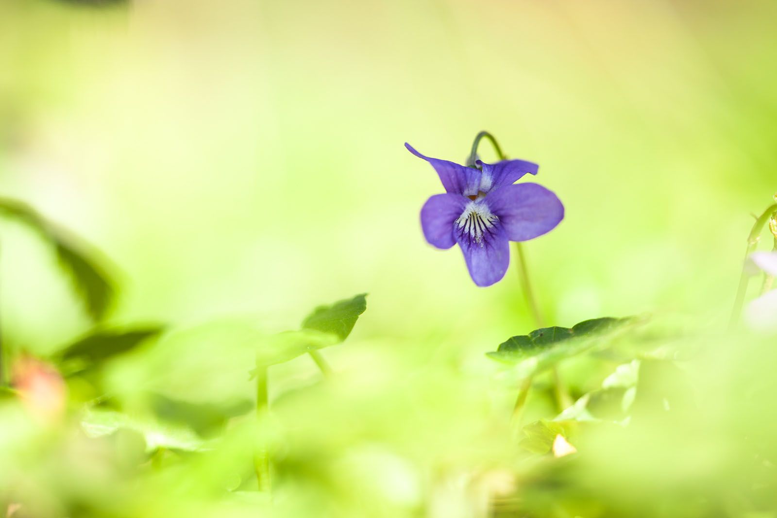 photographie d'une pensée