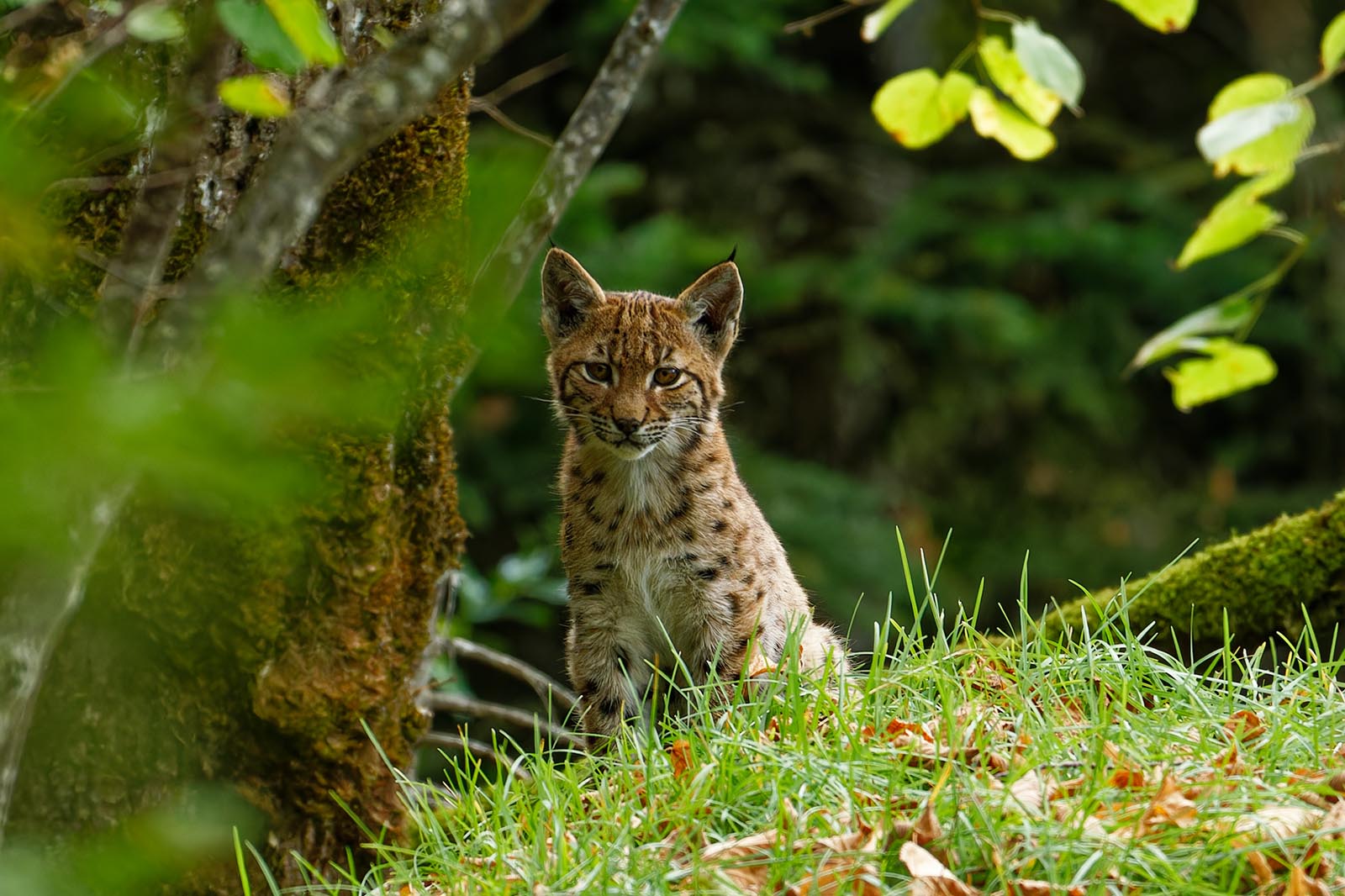 photographie d'un petit lynx